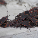 Eastern Boxelder Bugs