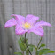Clematis