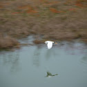 Snowy Egret
