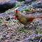 Cardinal