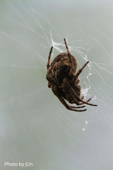 Spotting Image 1