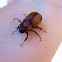 May Beetle