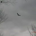 Turkey Vulture