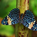 Cracker butterfly