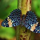 Cracker butterfly