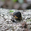 Endomychid beetle