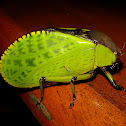 Hard-shelled Katydid