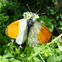 Orange tip