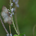 Pale mylon