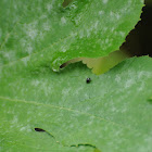 Black bug on Squash leaf