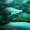 Arapaima
