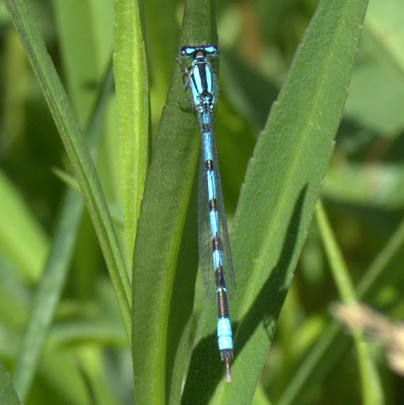 Spotting Image 1