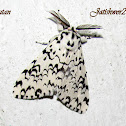 Leopard moth
