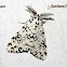 Leopard moth