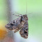 Owlet Moth