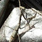Carolina Mantis