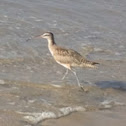 Whimbrel