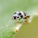 Chinita, Ladybug