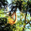 Yucatan spider monkey