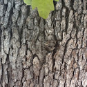 White oak