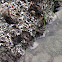 Aggregating anemone