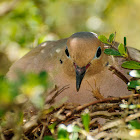 Eurasian Collared Dove