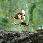 Long-tailed Giant Ichneumon Wasp