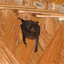 White-lined sac-winged bat