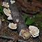 turkey tail fungi