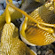 Giant Kelp