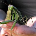 Mantis