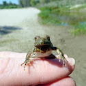 Blanchard's Cricket Frog