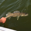 Walleye