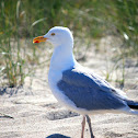 Herring Gull