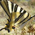 mariposa chupa leche