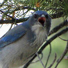Western Scrub-jay