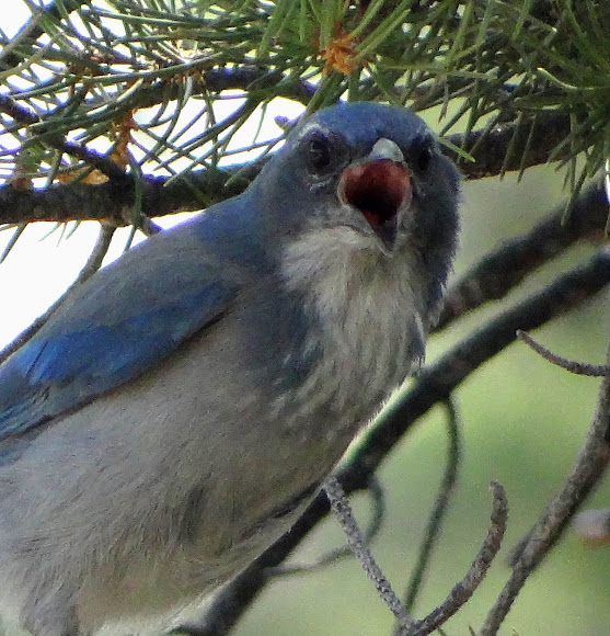 Spotting Image 1