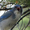 Western Scrub-jay