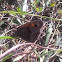 Meadow Brown