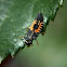 Harlequin Ladybird Larve