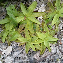 Common butterwort - Gemeines Fettkraut
