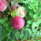 Large cranberry
