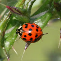 Asian Ladybug
