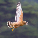 Red-shouldered Hawk