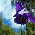 Farolillos