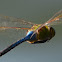 Common Green Darner