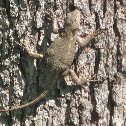 Eastern Fence Lizard
