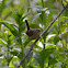 House Wren