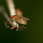 common fruit fly