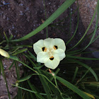 African Iris